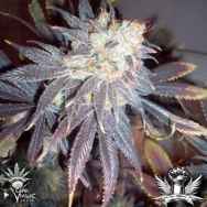 CannaVenture Seeds Sour Double Kush